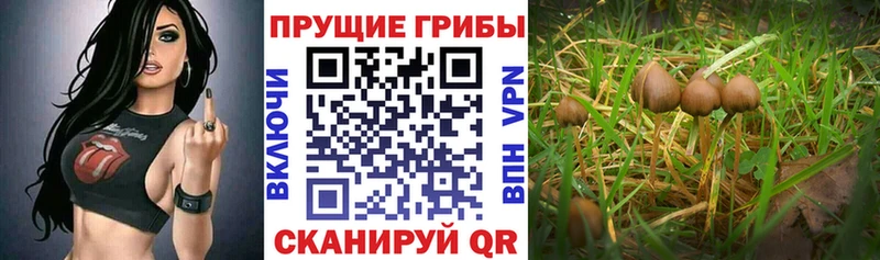 Псилоцибиновые грибы Magic Shrooms  где найти   Заинск 